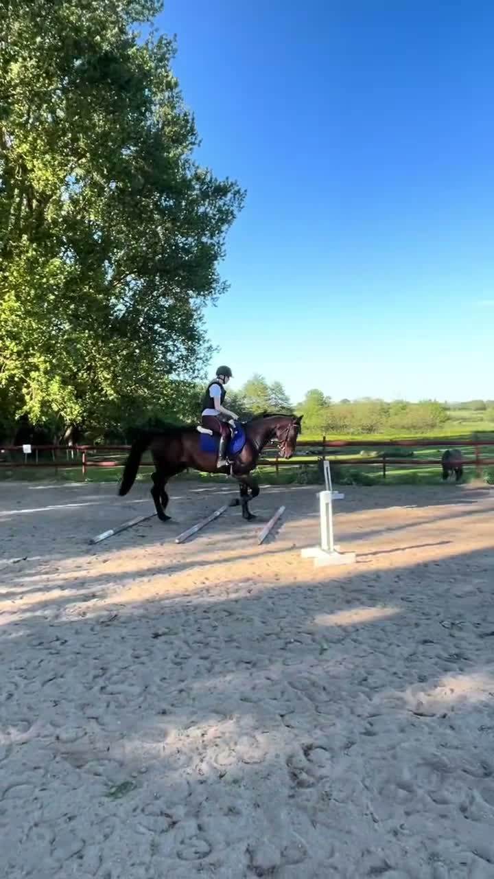 Allround hästar till salu: En häst med hjärta och motor🤍 - Video 4