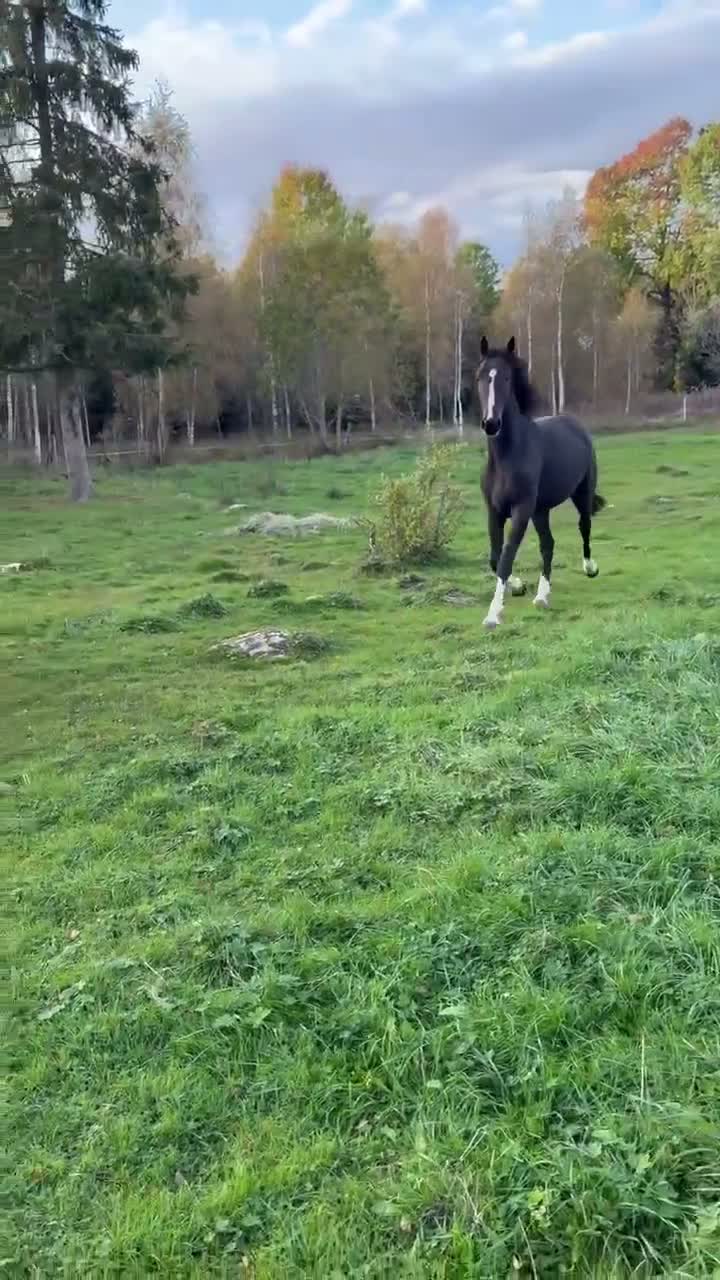 Hoppning hästar till salu: Otroligt snyggt sto ! E : Kintaro  - Video 1