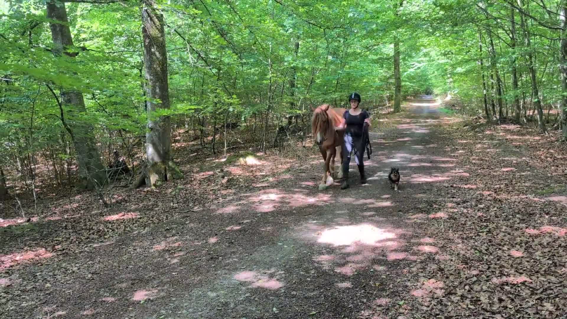 Allround hästar till salu: 4-årigt positivt och nyfiket Welsh Cob-sto - Video 1