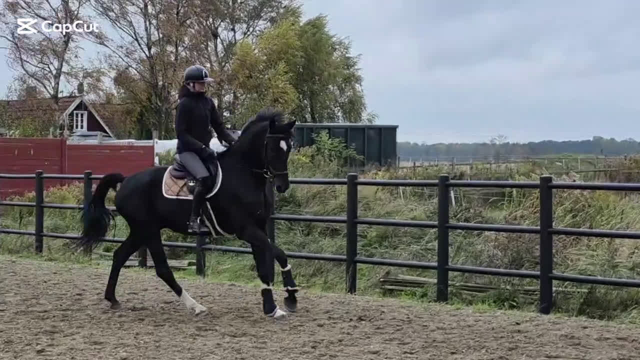 Hoppning hästar till salu: 💥Utvecklingsbar dressyr🚨allround valack ev byte i Dösjebro - Video 2