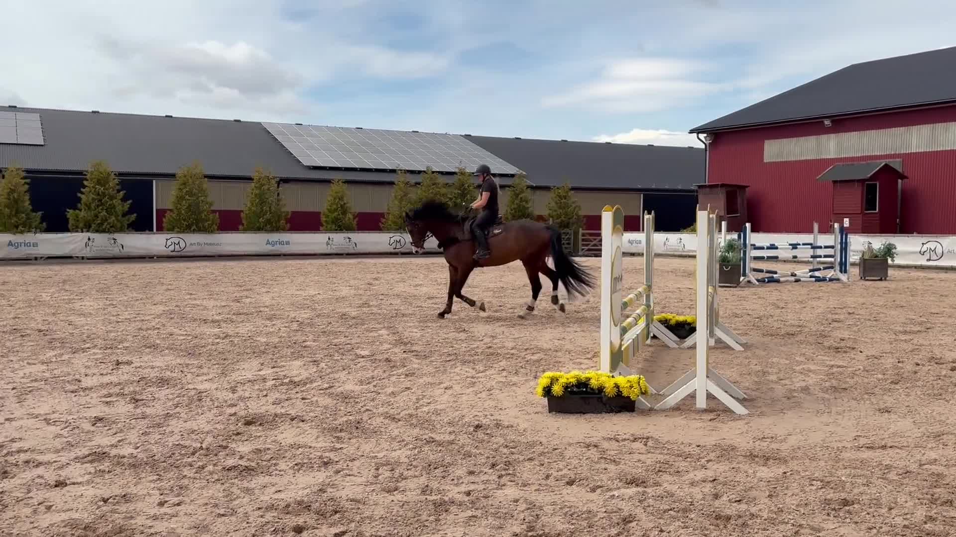 Hoppning hästar till salu: Lovande 5åring  i Mjölby - Video 2