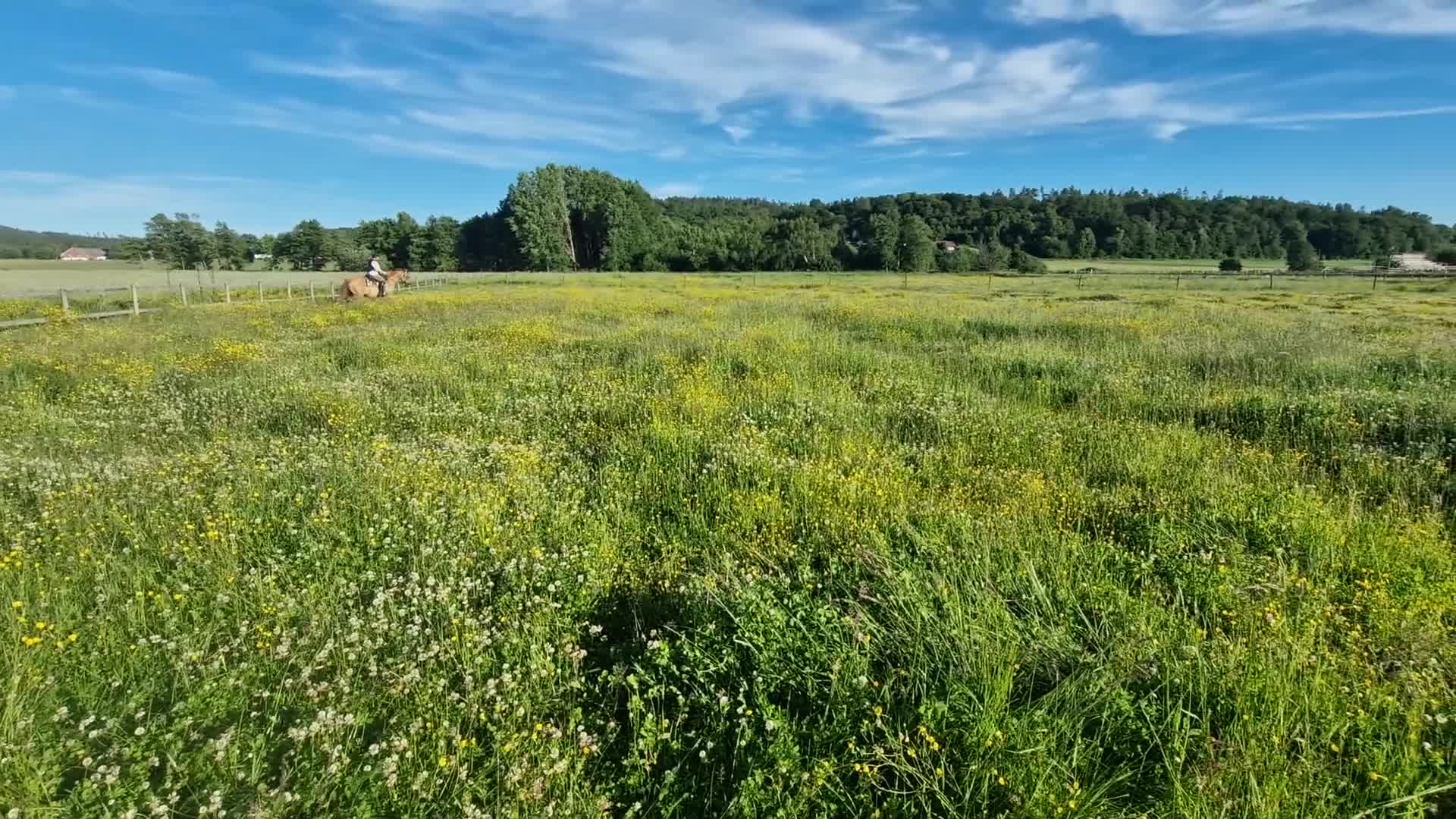 Avelshästar hästar till salu: Quarter sto - Video 4