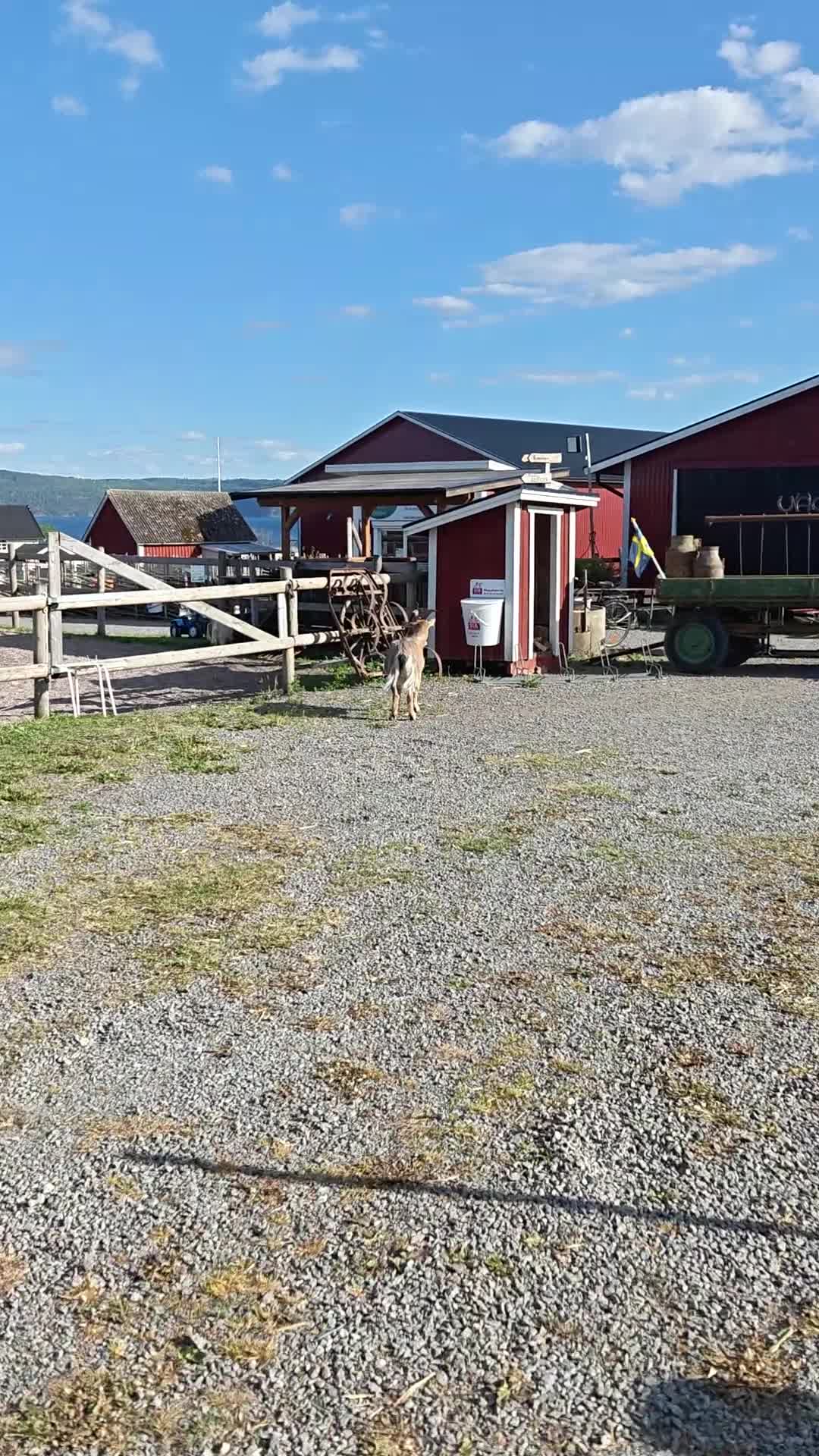 Allround hästar till salu: Vår "Black Beauty" - Tora - Video 2
