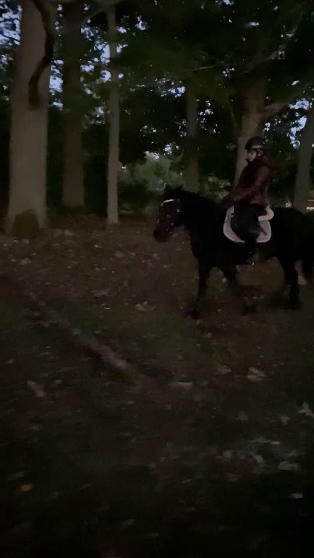 Allround hästar till salu: Härlig skogsmulle i Växjö - Video 1