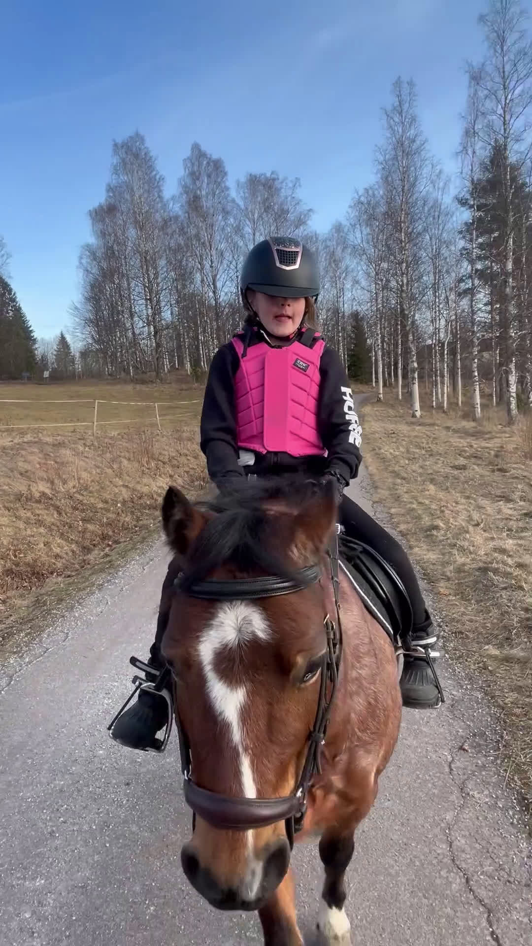 Allround hästar till salu: Världens bästa Albert! - Video 2