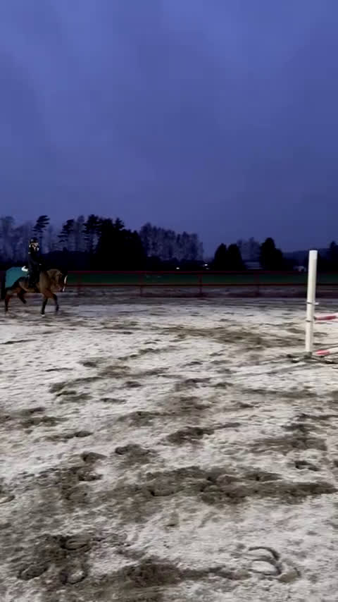 Allround hästar till salu: Super fin omskolad travare - Video 1