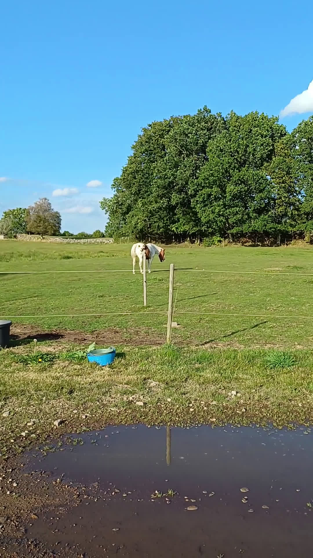 Allround hästar till salu: Positiv valack - Video 2