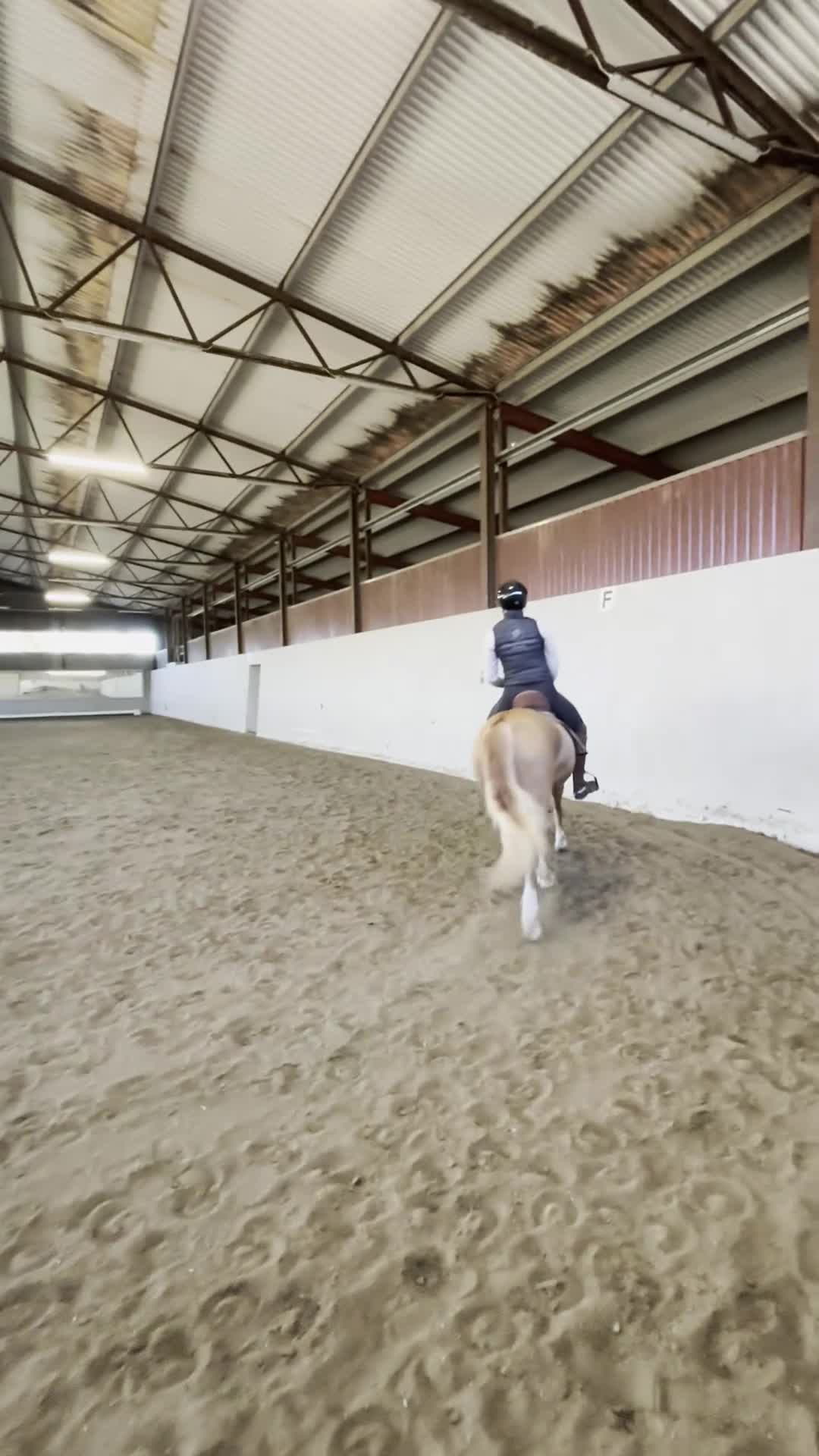 Allround hästar till salu: Fantastisk welshvalack FEI-nivå i Lidköping - Video 4