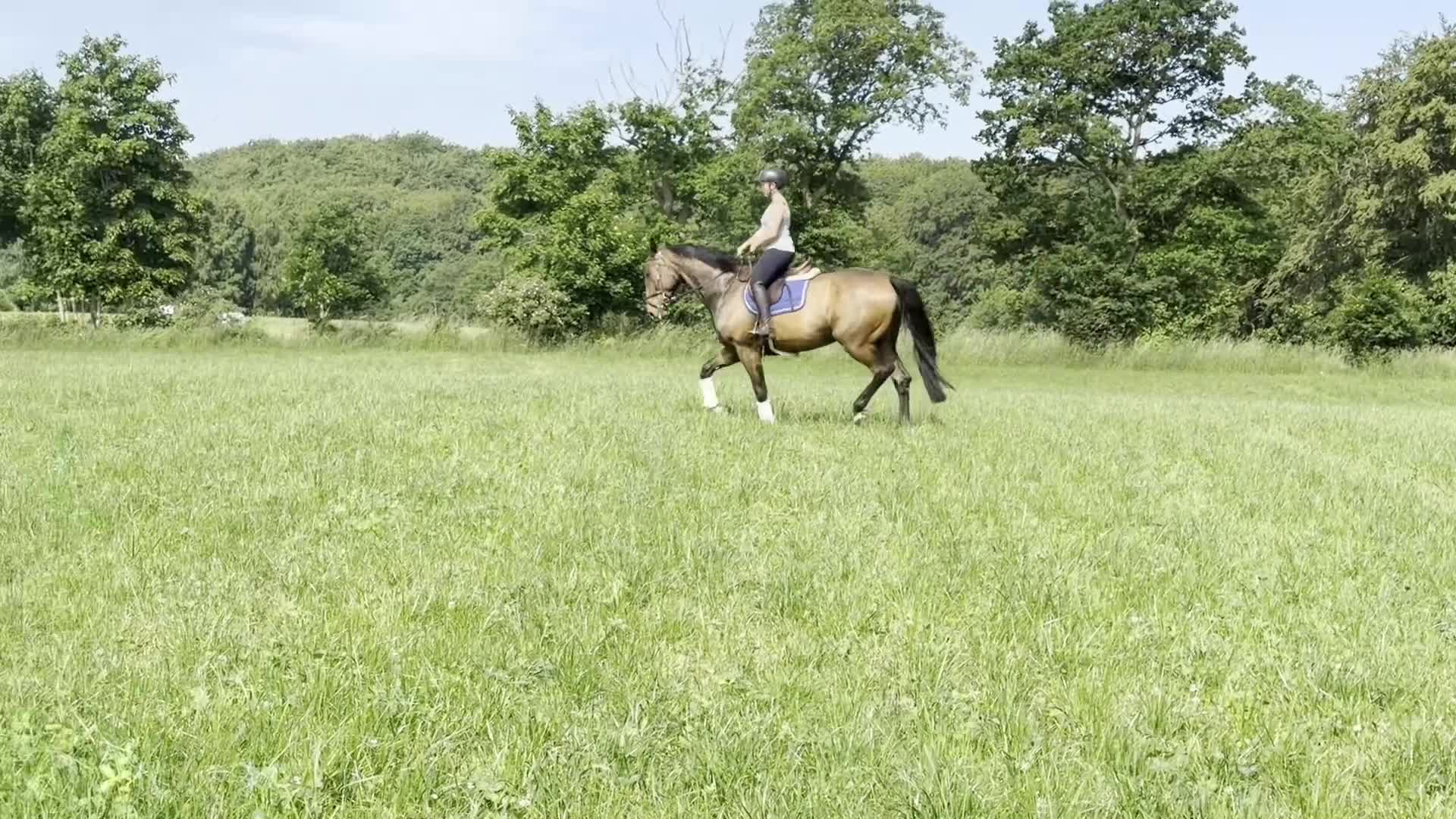 Allround hästar till salu: ⭐️FIN KILLE FÖR DIG SOM VILL UTVECKLA SJÄLv⭐️ - Video 1
