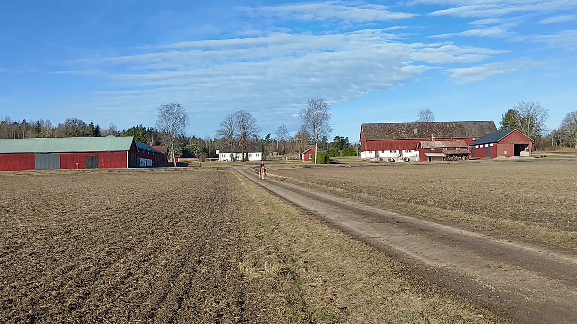 Allround hästar till salu: Trevligt russto säljes - Video 1