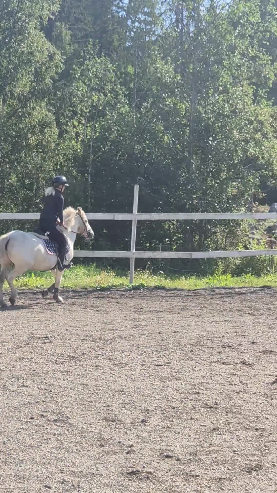 Allround hästar till salu: Maxad B-ponny i Jättendal - Video 2