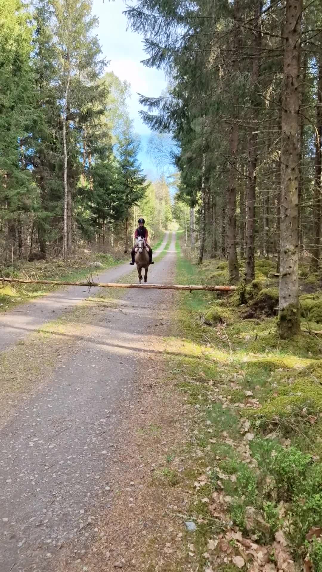 Hoppning hästar till salu: ✨️ Kvalitetsponny till salu ✨️ - Video 2