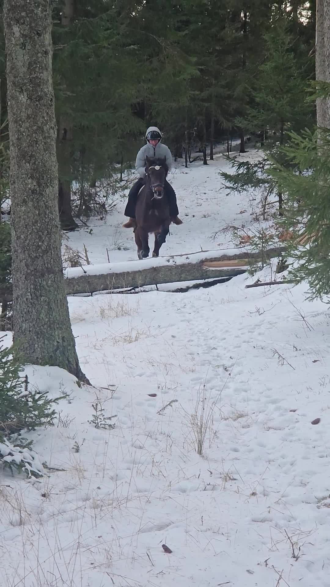 Allround hästar till salu: New Forest Sto - Video 2