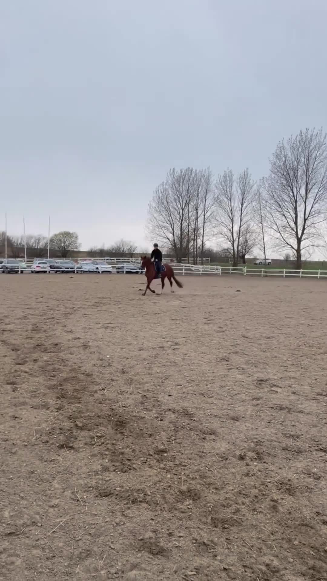 Allround hästar till salu: Väldigt trevlig allround häst  - Video 1