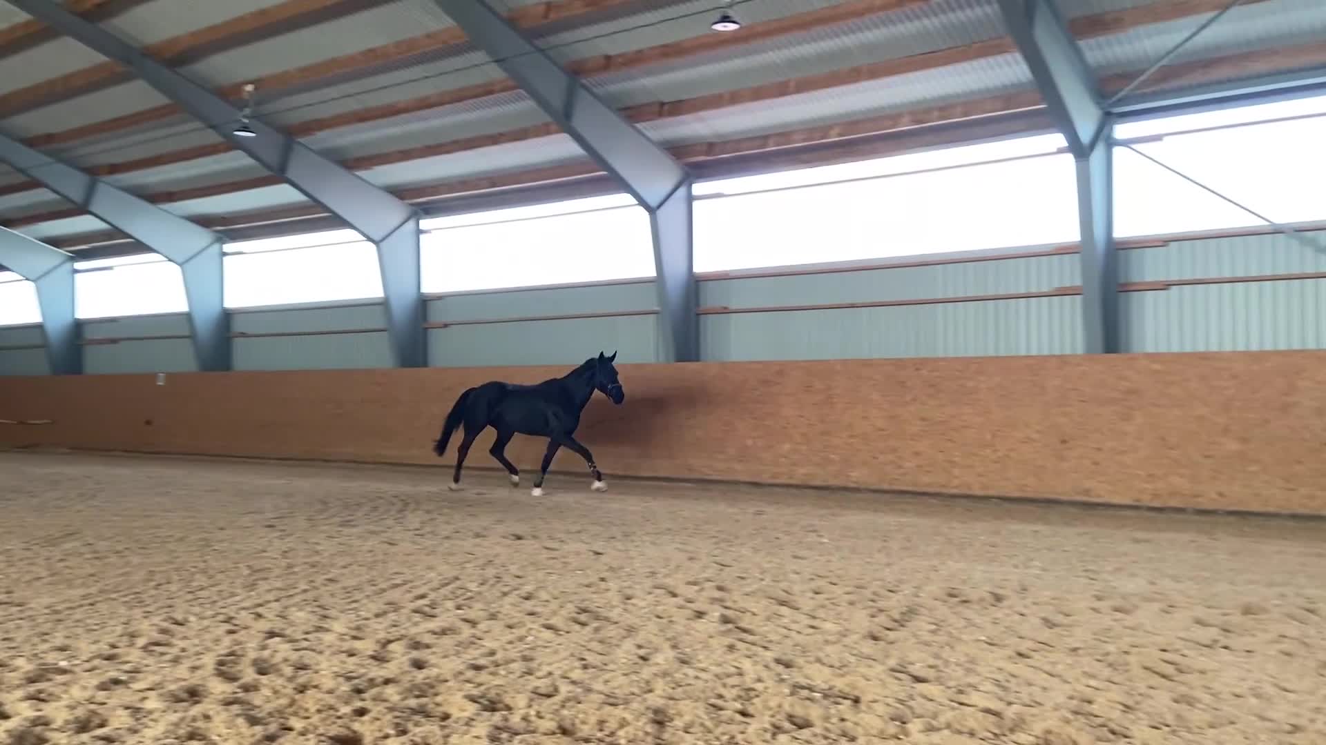 Allround hästar till salu: 🌟Projekthäst🌟 - Video 4