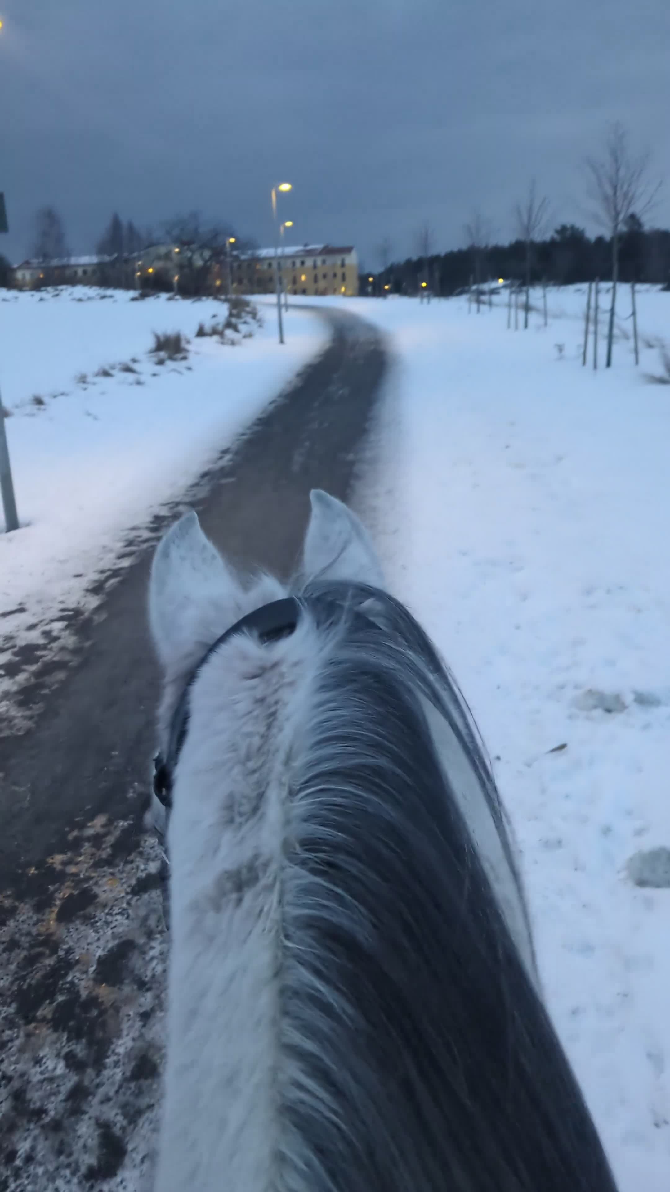 Allround hästar till salu: Vänlig, vaken och kommunikativ - Video 2