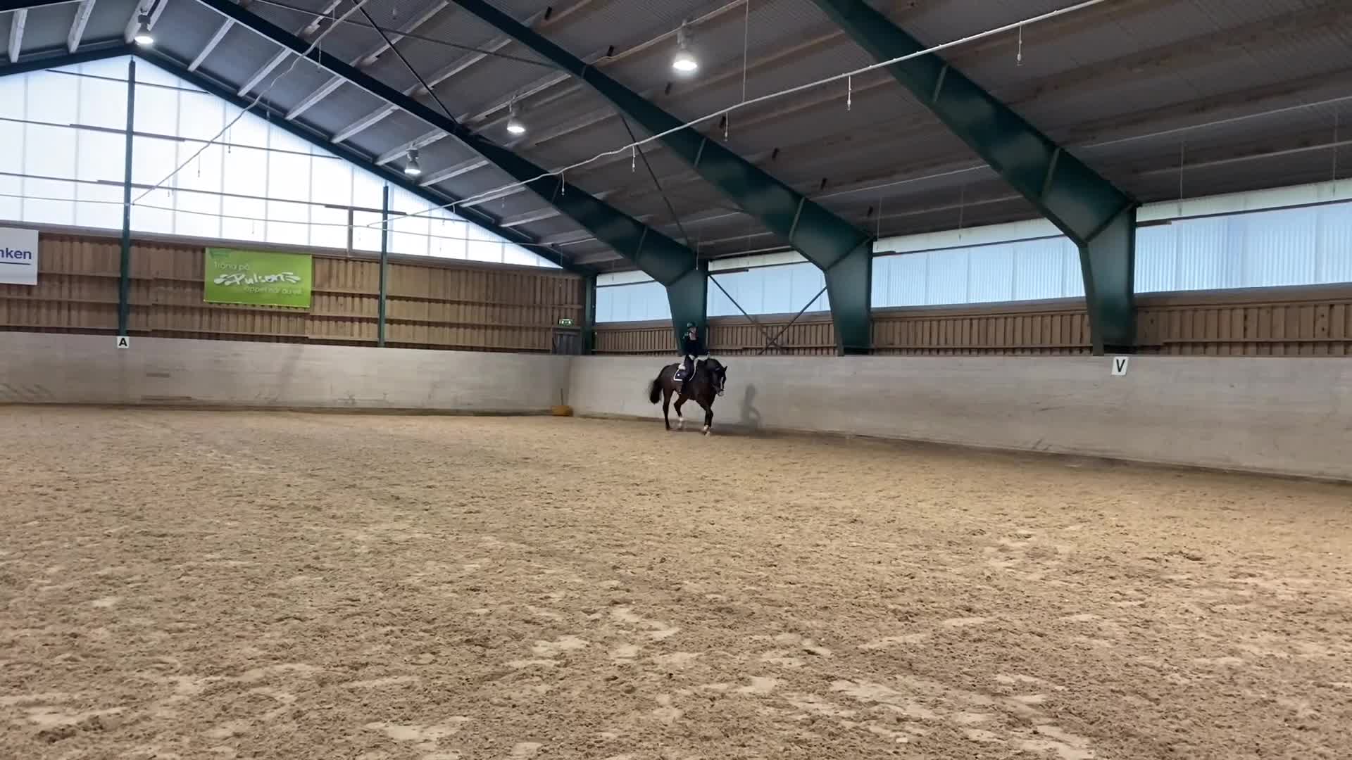 Allround hästar till salu: SWB valack söker rutinerad ryttare  - Video 3