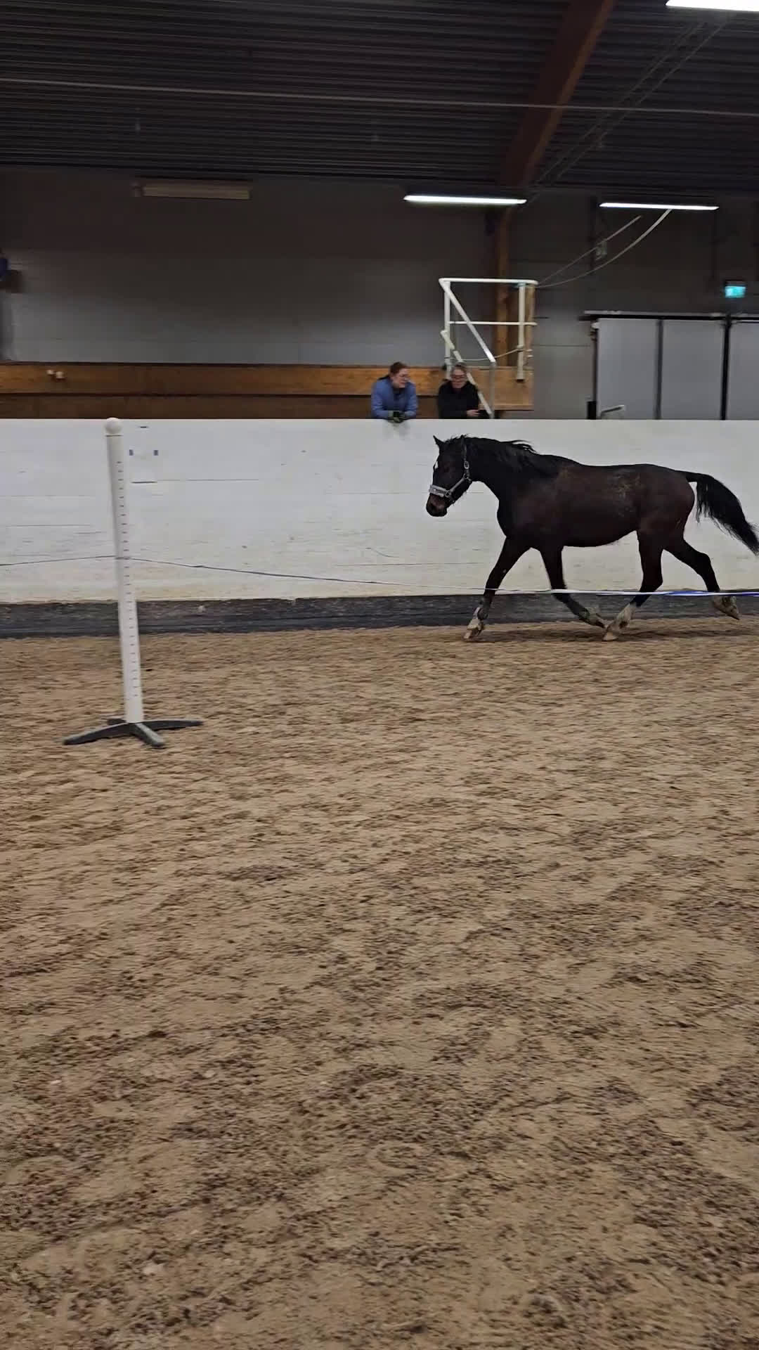 Hoppning hästar till salu: Iögonfallande 3-åring i Vännäs - Video 4