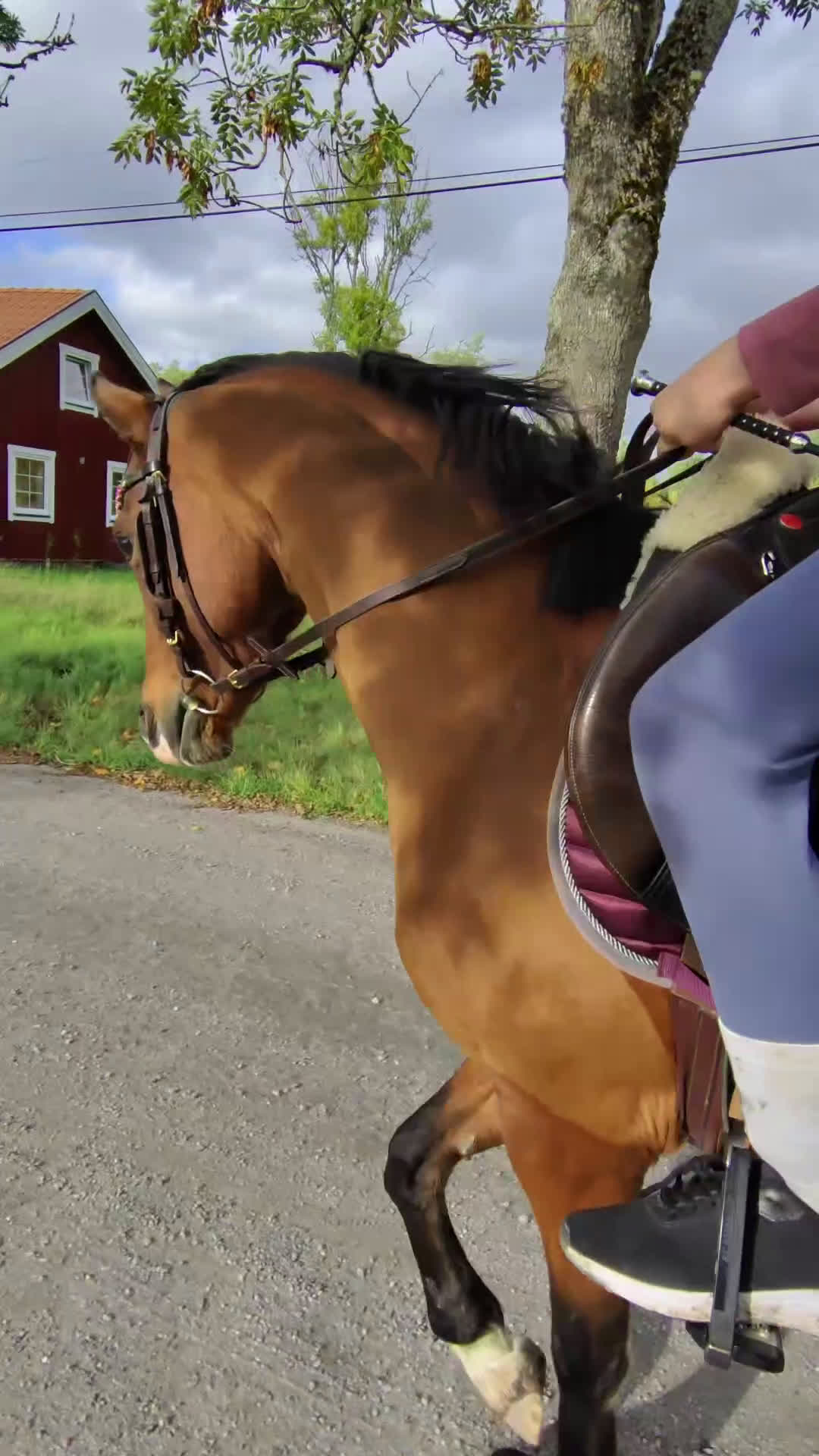 Allround hästar sökes: Ponny köpes! - Video 3