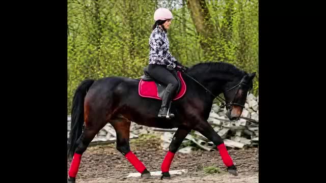Allround hästar till salu: Stunning Lady in Red for everybody - Video 1