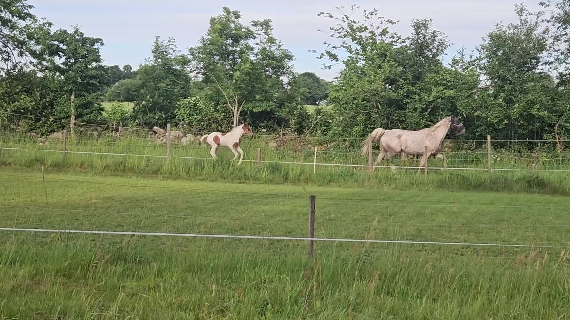 Hoppning hästar till salu: Påläggskalv för hopp/fälttävlan - Video 2