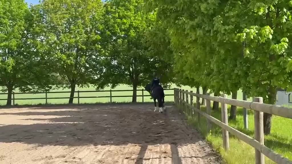 Dressyr hästar till salu: 4 åring diplomvalack  i Torna-hällestad - Video 3