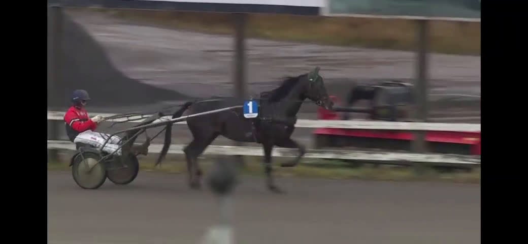 Trav hästar till salu: Starthäst säljes Swish Cash  i Umeå - Video 1
