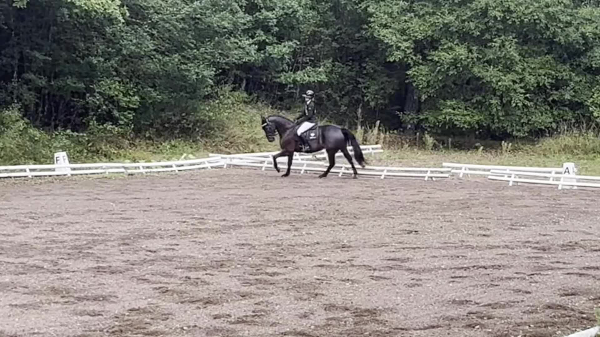 Allround hästar till salu: En häst du kan göra allt med - Video 1