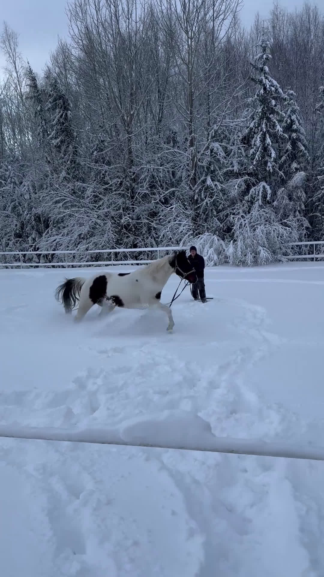 Western hästar till salu: Paintsto, 5 år - Video 1