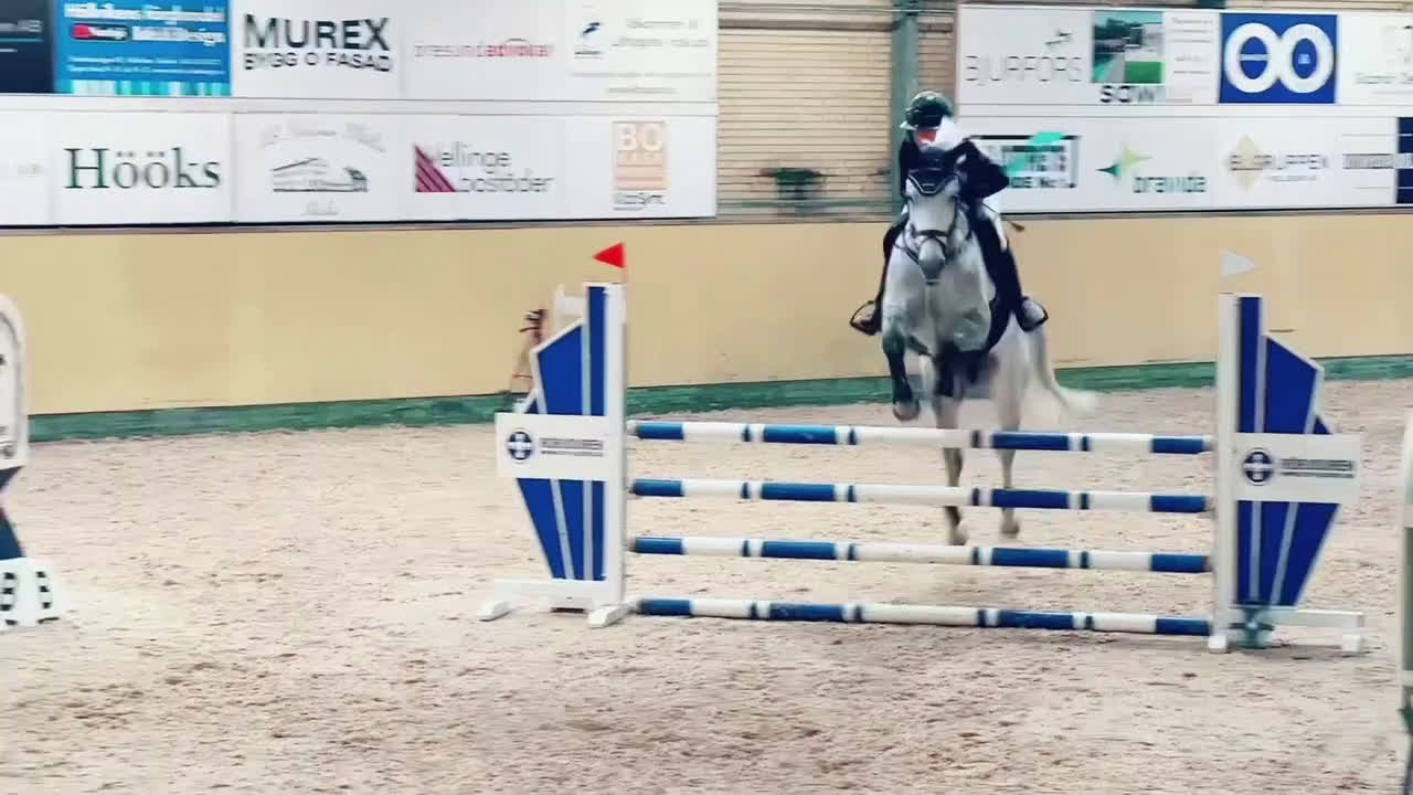 Hoppning hästar till salu: Myntas barnbarn - Video 1