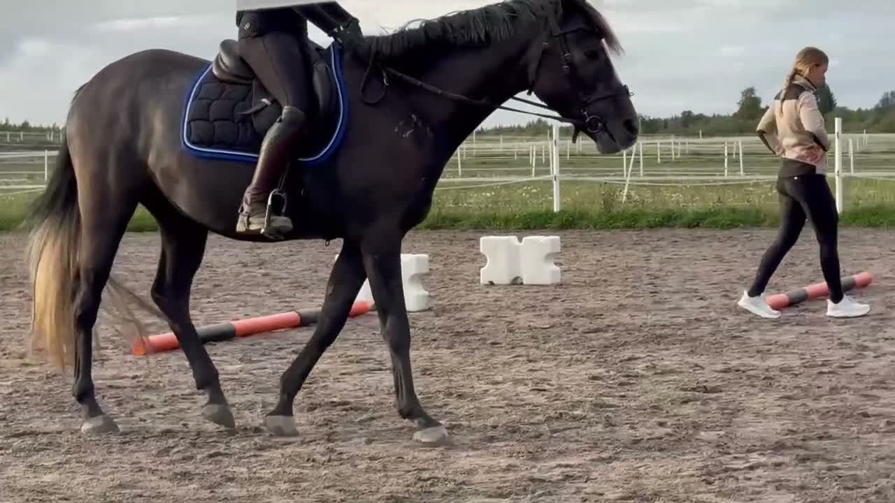 Allround hästar till salu: *Reserverad* Otroligt söt och positiv ungponny - Video 1