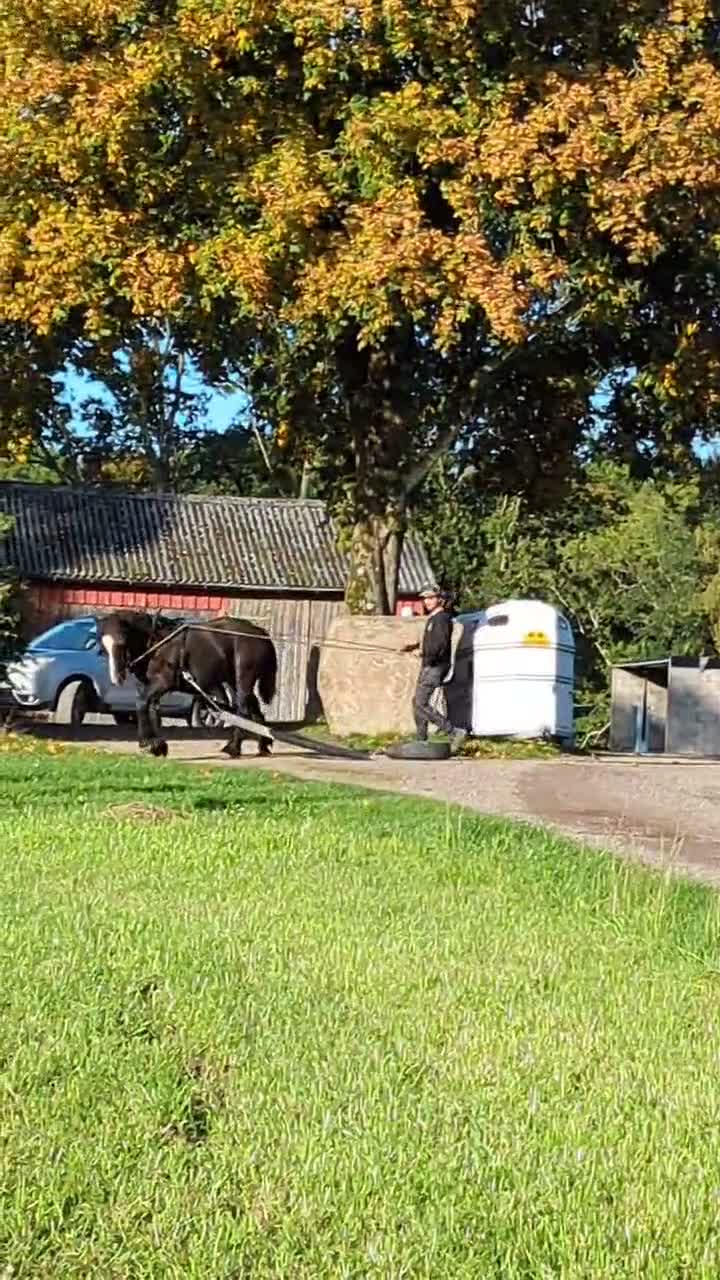 Allround hästar till salu: Grundkörd Svart Ardenner valack  - Video 1