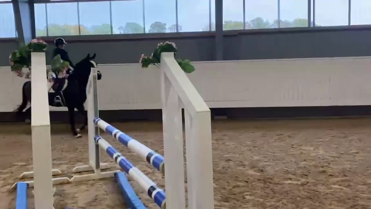 Fälttävlan hästar till salu: Snygg 3-åring, hopp/fälttävlan e. Cannobio - Video 3