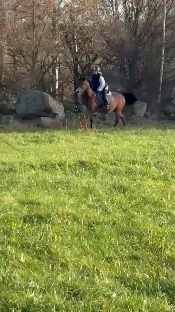 Allround hästar till salu: BIG BEN behöver nytt kärleksfullt hem i Höör - Video 3