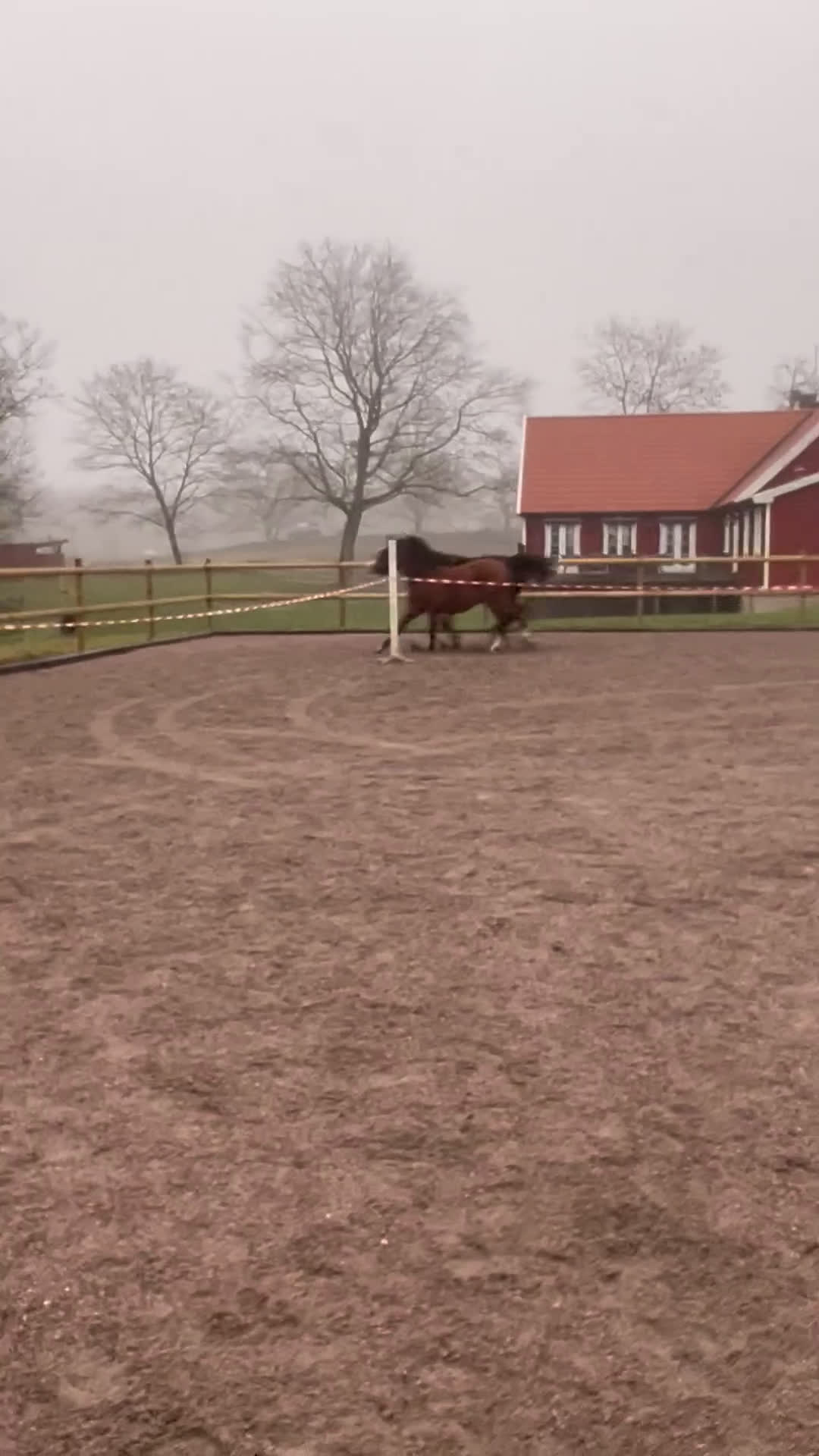 Hoppning hästar till salu: 2 åring e Captain Cooper - Video 2