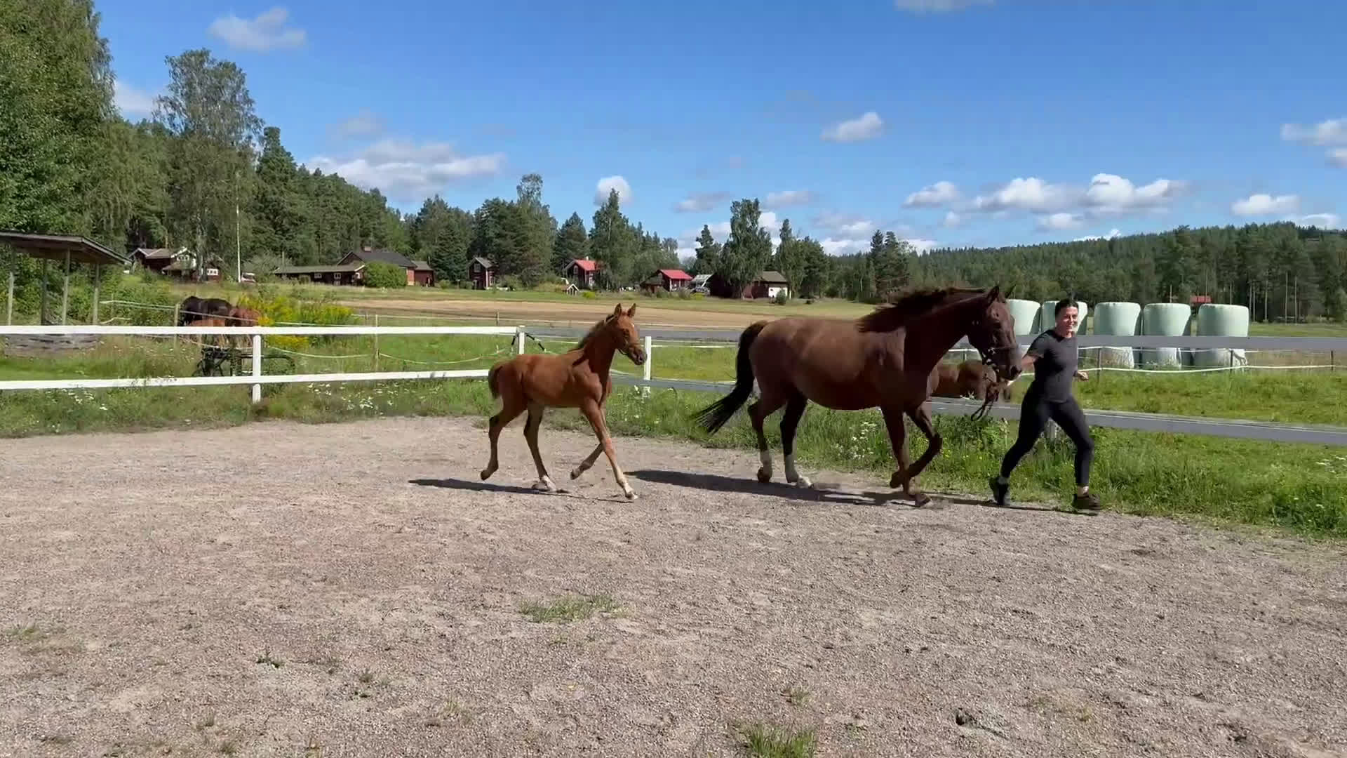 Dressyr hästar till salu: Magiskt fin Hingst ✨ i Sunnansjö - Video 2