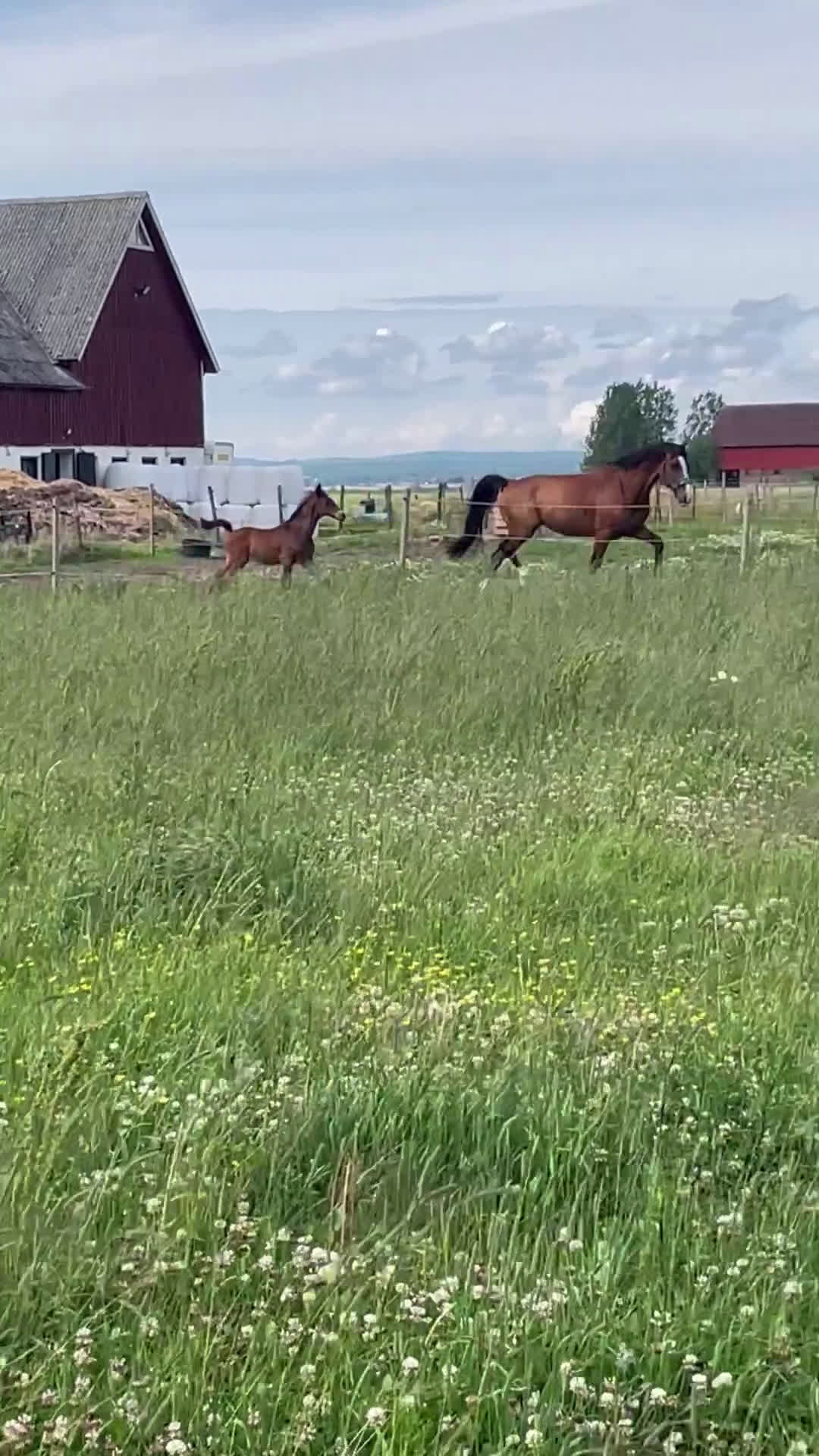 Dressyr hästar till salu: Hingstföl efter Hesselhöj Donkey Boy i Ängelholm - Video 1