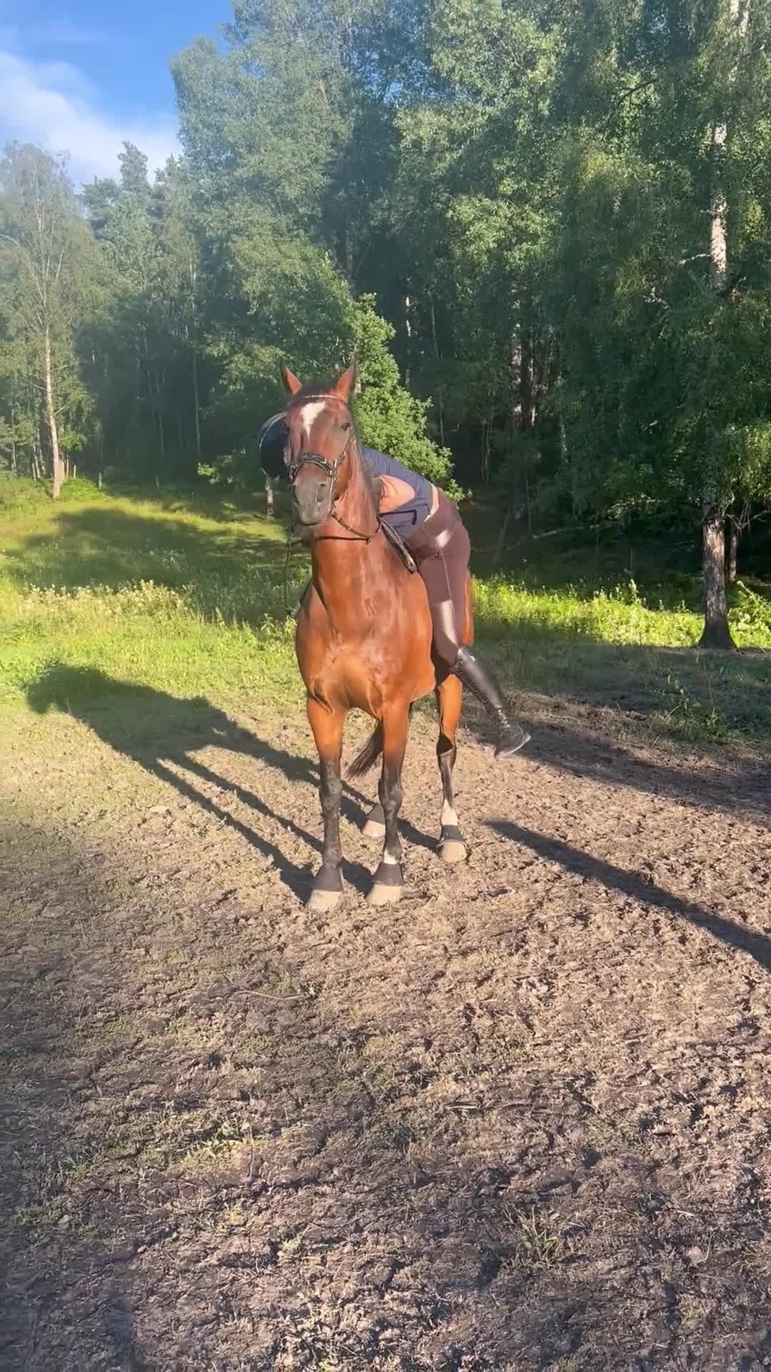 Allround hästar till salu: Personlig kille med kapacitet - Video 4