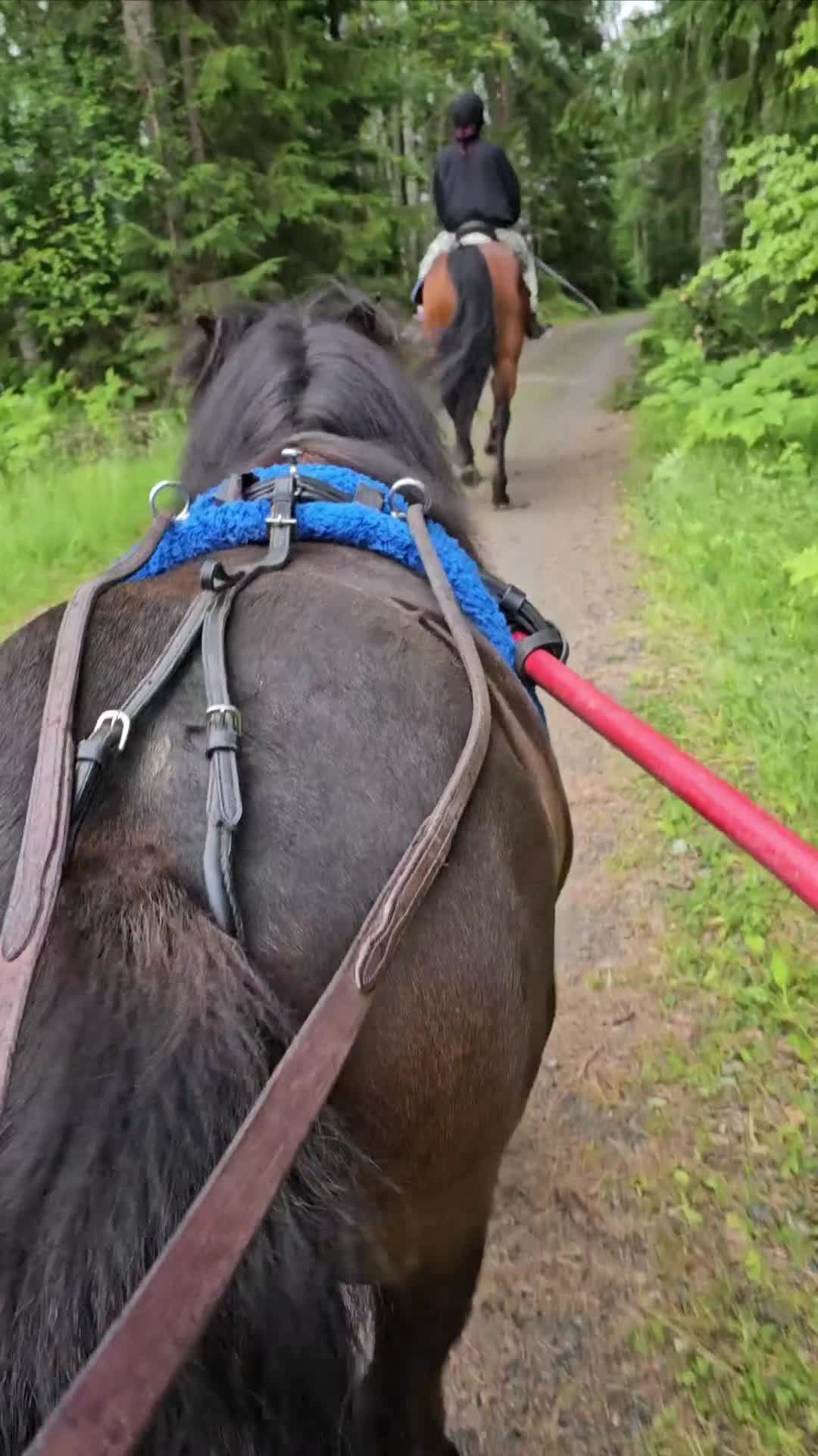 Allround hästar till salu: Snäll, trygg och trafiksäker häst säljes - Video 2