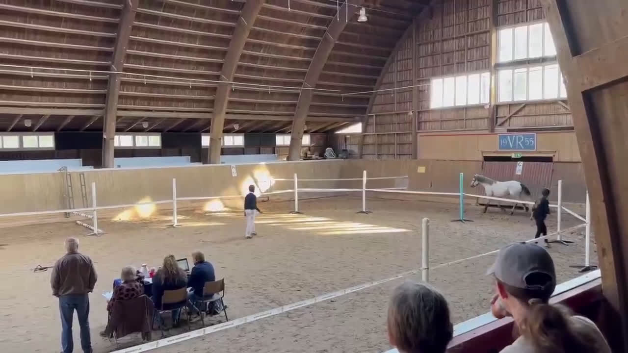 Allround hästar till salu: Lovande 3-åring i Förslöv - Video 3