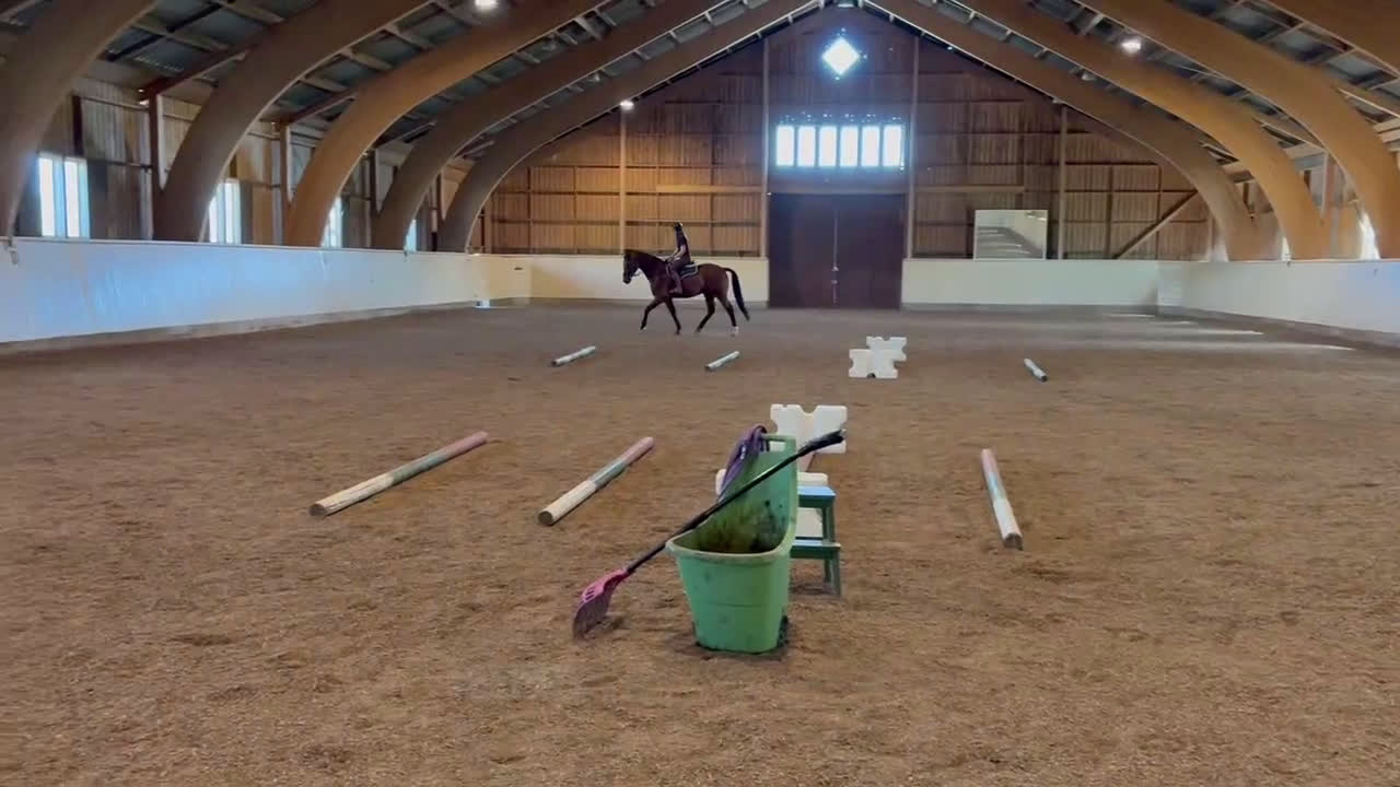 Hoppning hästar till salu: SWB valack söker ryttare i Skövde - Video 5