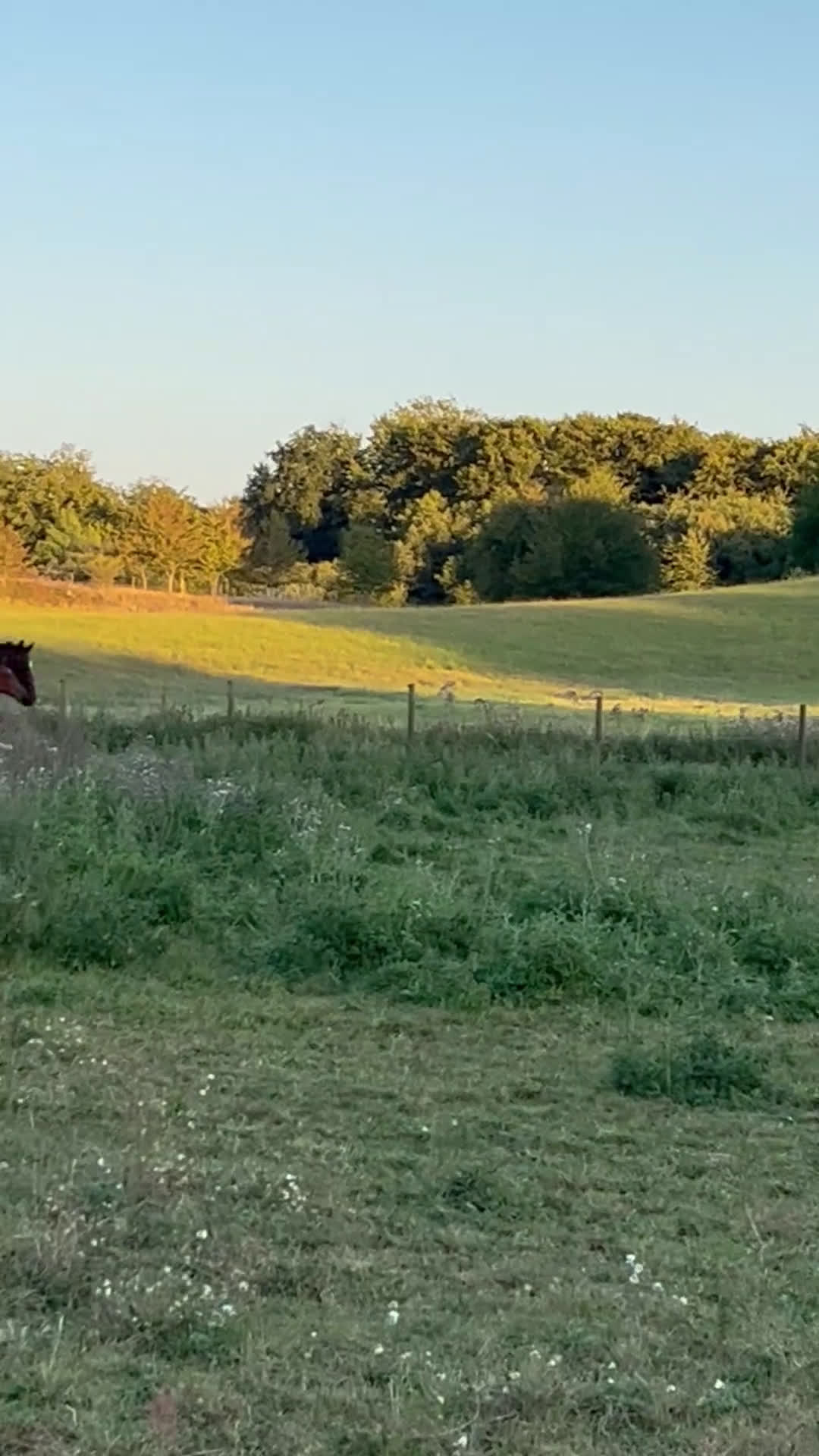 Allround hästar till salu: Passa på att fynda i Skurup - Video 1