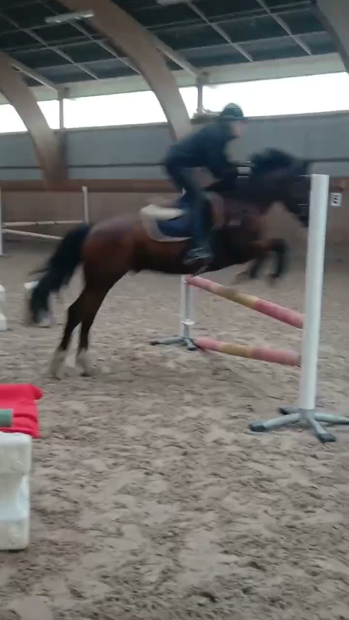 Allround hästar till salu: Snäll och hoppglad B ponny - Video 1