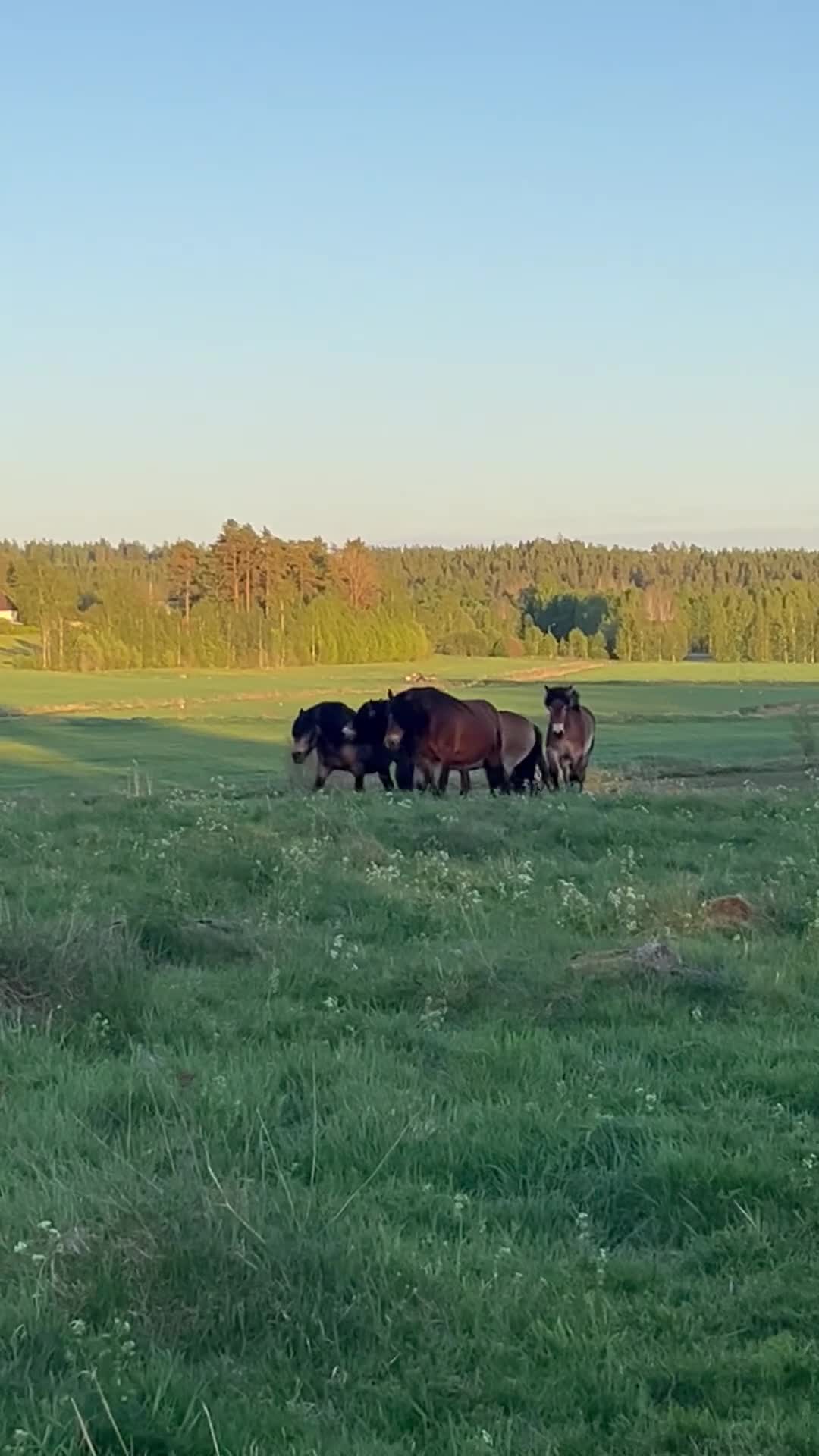Allround hästar till salu: Vacker hingst född -25 - Video 2