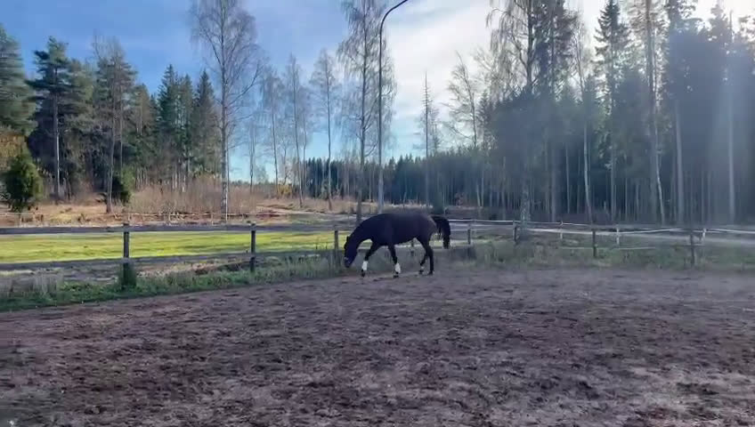 Dressyr hästar till salu: Stor & Flott häst  i Mariestad - Video 2