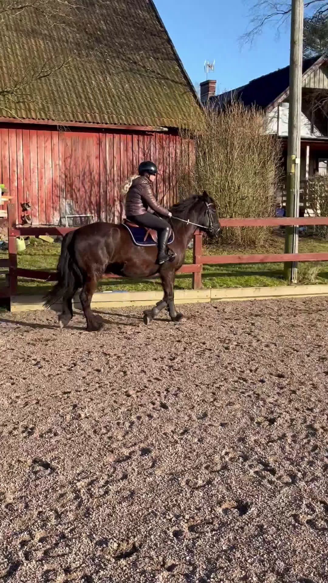 Allround hästar till salu: Valack på 3 år, 140cm - Video 1