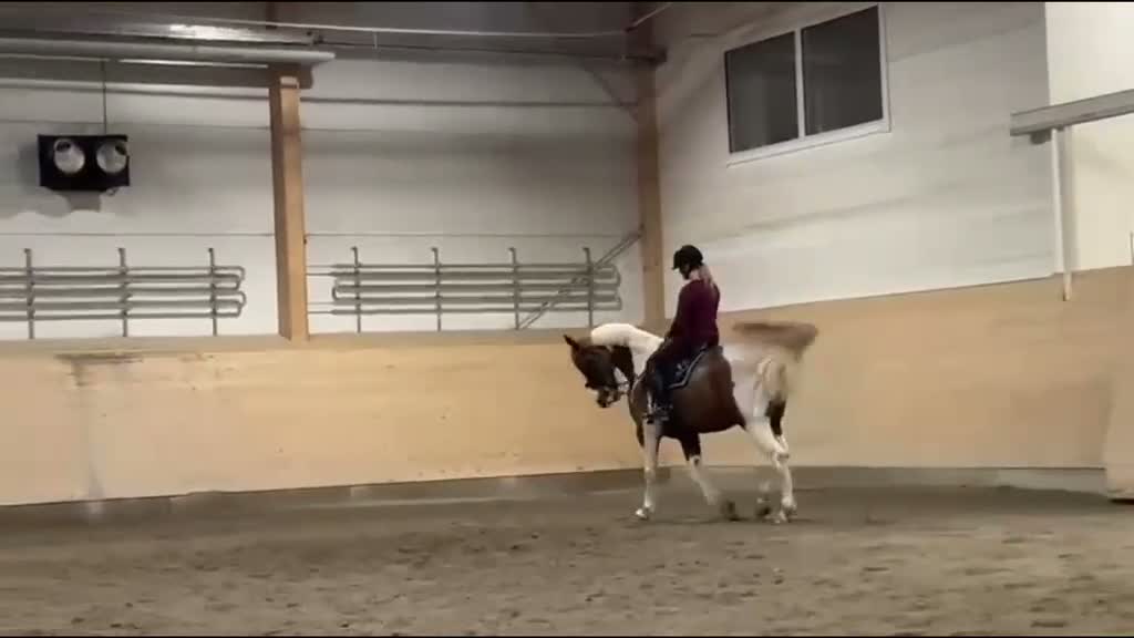 Allround hästar till salu: Trevlig valack - Video 1