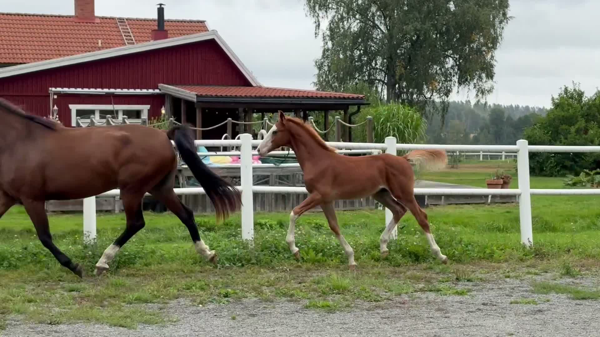 Hoppning hästar till salu: Eyecatcher e: Catoki - Video 3