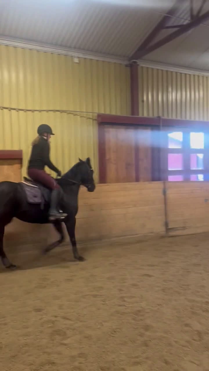 Allround hästar till salu: Trevligt sto- perfekt utvecklingshäst  i Hallstahammar - Video 5
