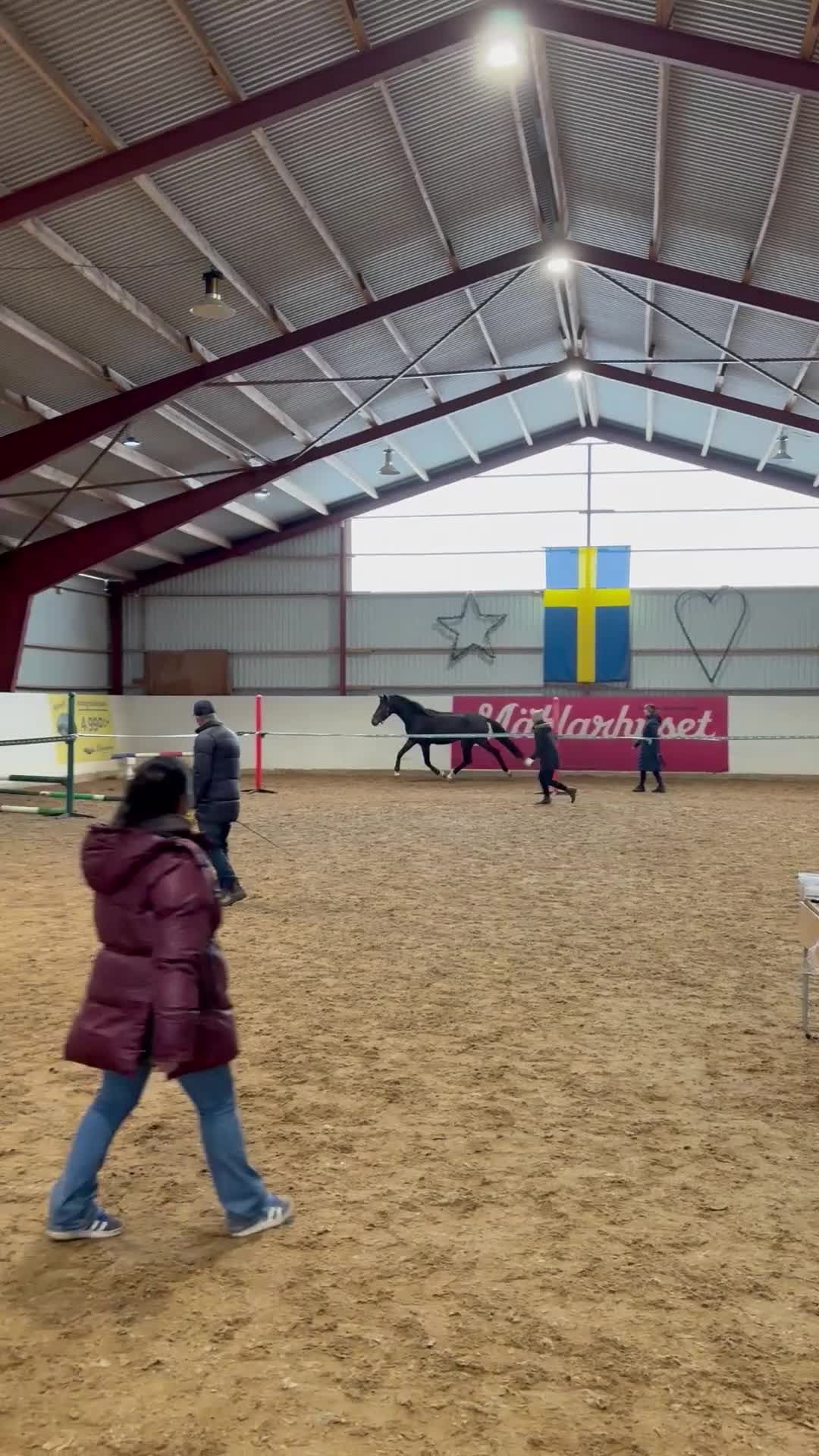 Allround hästar till salu: Väldigt trevlig unghäst i Vetlanda - Video 2